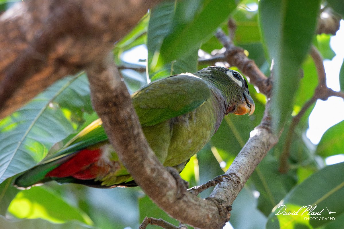 DPPhotography - Pantanal - Scaly-headed parrot - D.jpg - Scaly-headed parrot - Pantanal, Brazil
