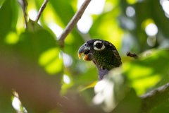 DPPhotography - Pantanal - Scaly-headed parrot - B