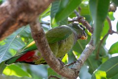 DPPhotography - Pantanal - Scaly-headed parrot - D