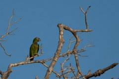 DPPhotography - Pantanal - Scaly-headed parrot - E