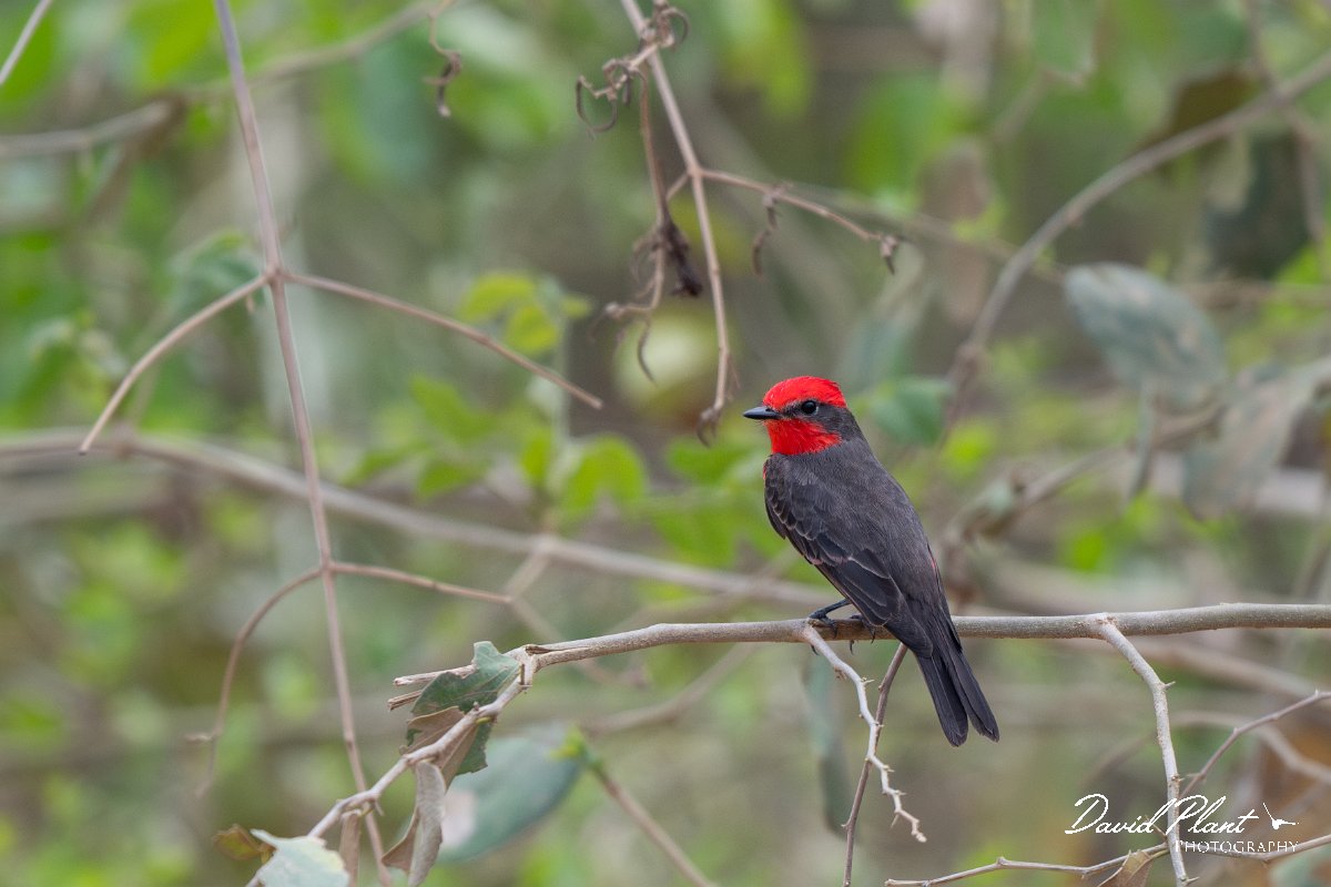 DPPhotography - Pantanal - Scarlet flycatcher - B.jpg - Scarlet flycatcher - Transpantaneira, Brazil