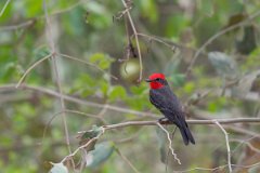 DPPhotography - Pantanal - Scarlet flycatcher - B
