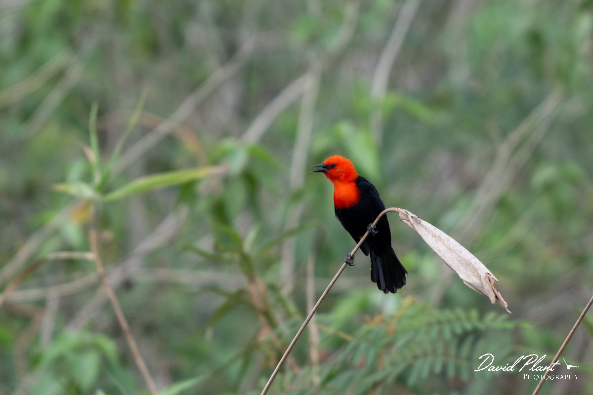 DPPhotography - Pantanal - Scarlet-headed blackbird - A.jpg - Scarlet headed blackbird - Transpantaneira, Brazil