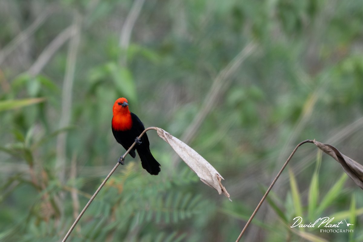 DPPhotography - Pantanal - Scarlet-headed blackbird - B.jpg - Scarlet headed blackbird - Transpantaneira, Brazil