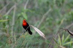 DPPhotography - Pantanal - Scarlet-headed blackbird - B