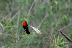DPPhotography - Pantanal - Scarlet-headed blackbird - C