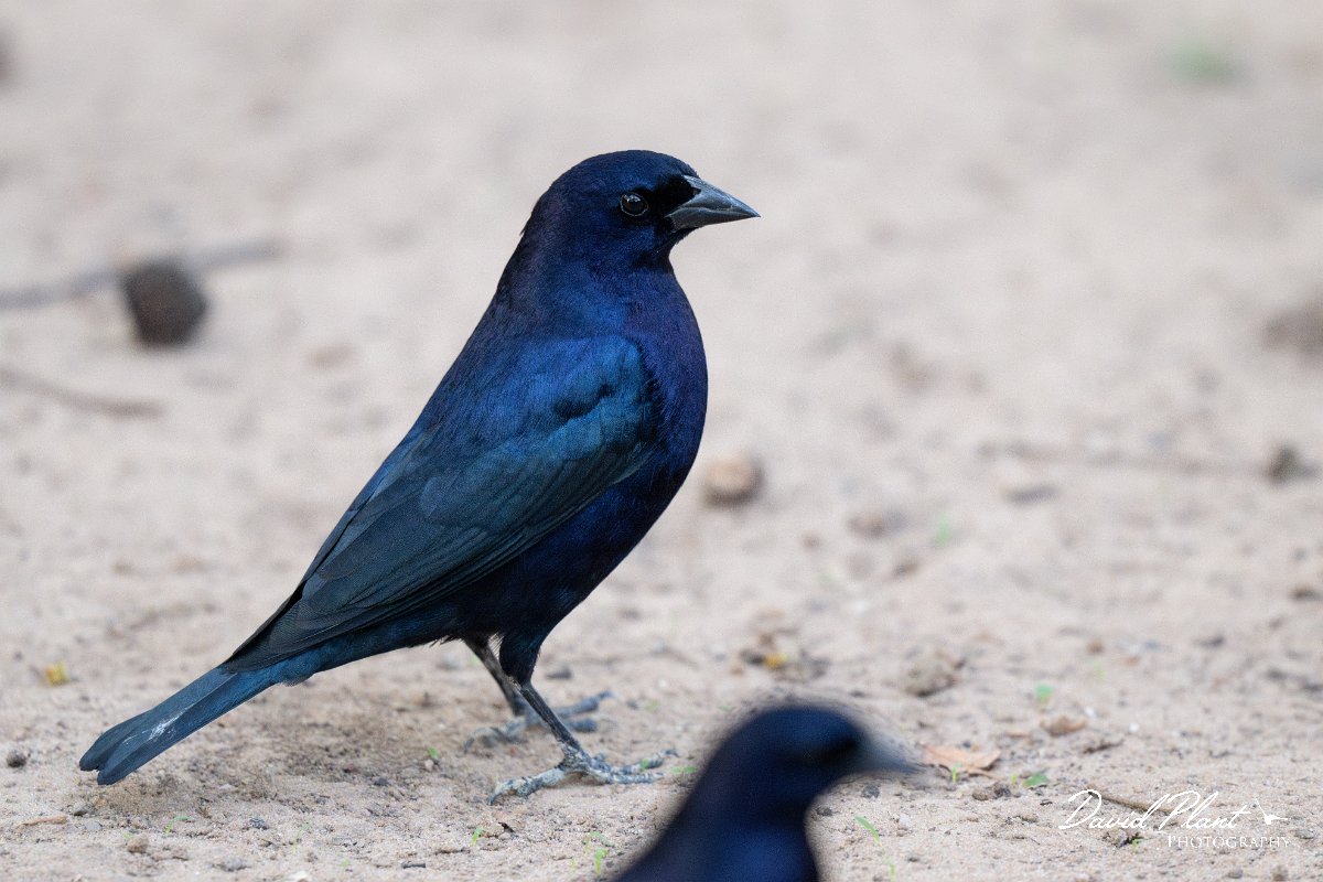 DPPhotography - Pantanal - Shiny cowbird - A.jpg - Shiny cowbird - Pantanal, Brazil