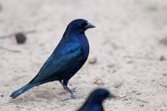 DPPhotography - Pantanal - Shiny cowbird - A