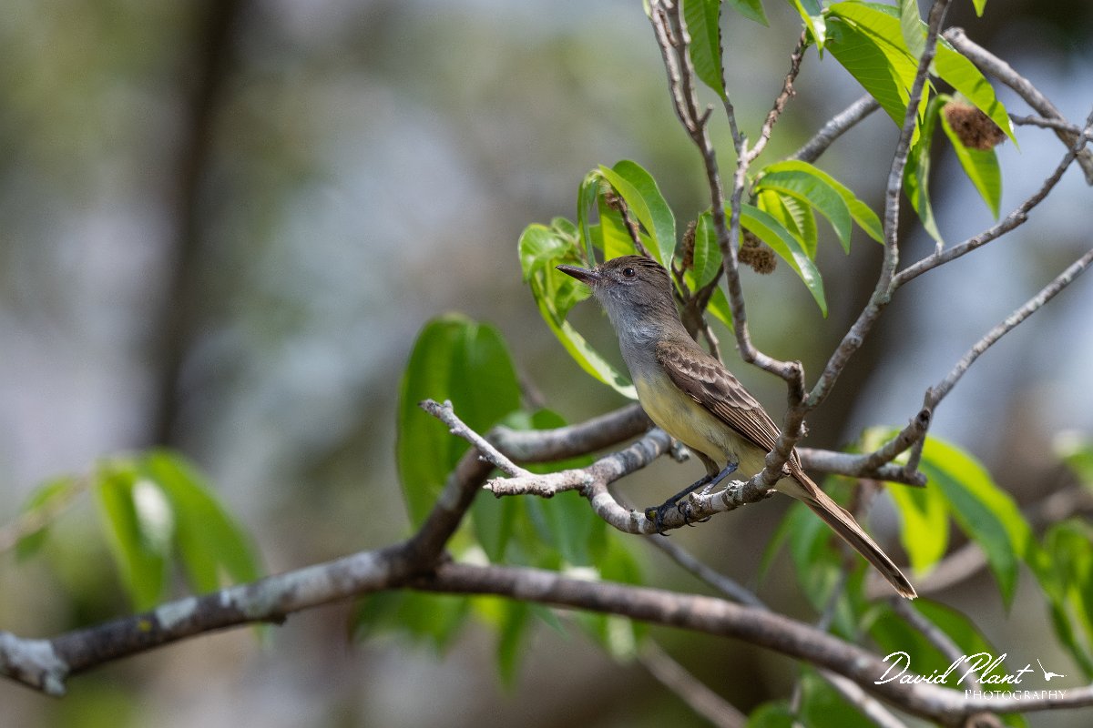 DPPhotography - Pantanal - Short-crested flycatcher - A.jpg - Short-crested flycatcher - Pantanal, Brazil