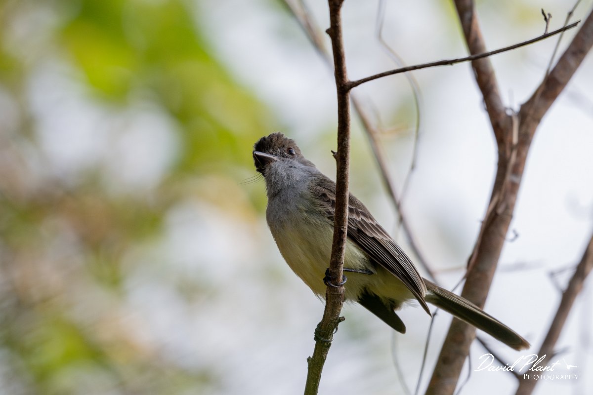 DPPhotography - Pantanal - Short-crested flycatcher - B.jpg - Short-crested flycatcher - Pantanal, Brazil