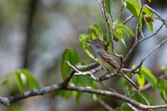 DPPhotography - Pantanal - Short-crested flycatcher - A