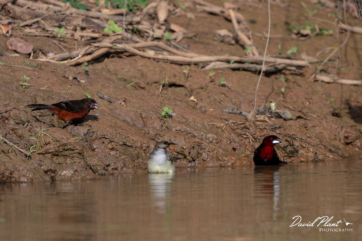 DPPhotography - Pantanal - Silver-beaked tanager - A.jpg - Silver-beaked tanager - Pantanal, Brazil