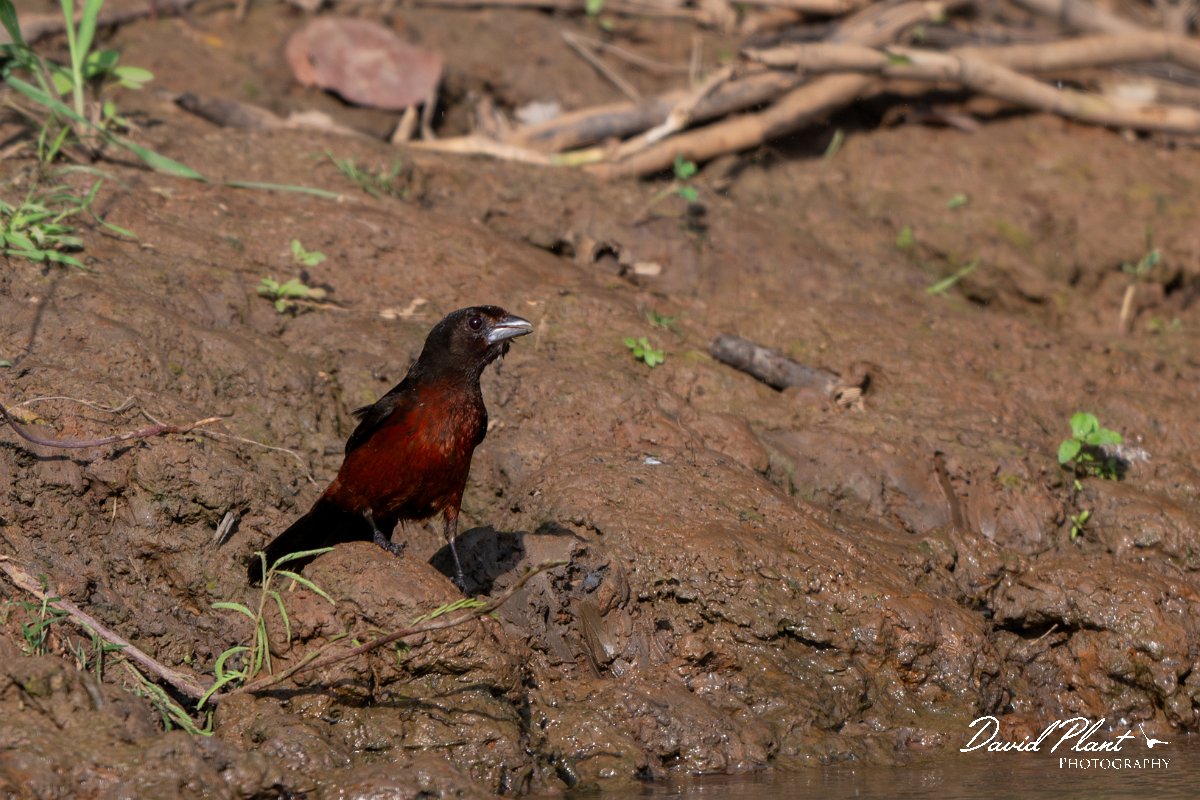 DPPhotography - Pantanal - Silver-beaked tanager - B.jpg - Silver-beaked tanager - Pantanal, Brazil
