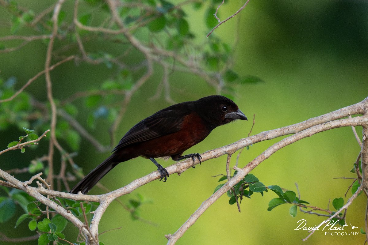 DPPhotography - Pantanal - Silver-beaked tanager - D.jpg - Silver-beaked tanager - Pantanal, Brazil