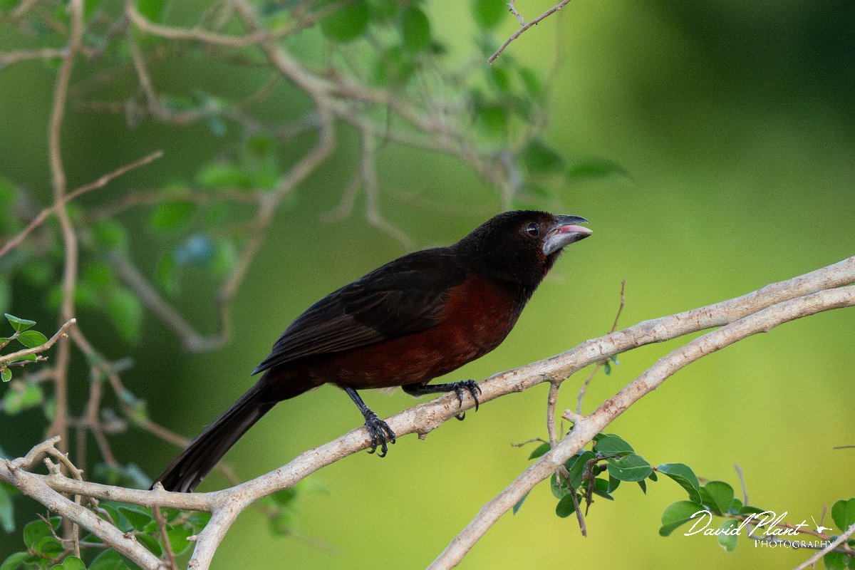 DPPhotography - Pantanal - Silver-beaked tanager - E.jpg - Silver-beaked tanager - Pantanal, Brazil