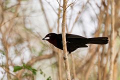 DPPhotography - Pantanal - Silver-beaked tanager - C