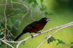 DPPhotography - Pantanal - Silver-beaked tanager - E
