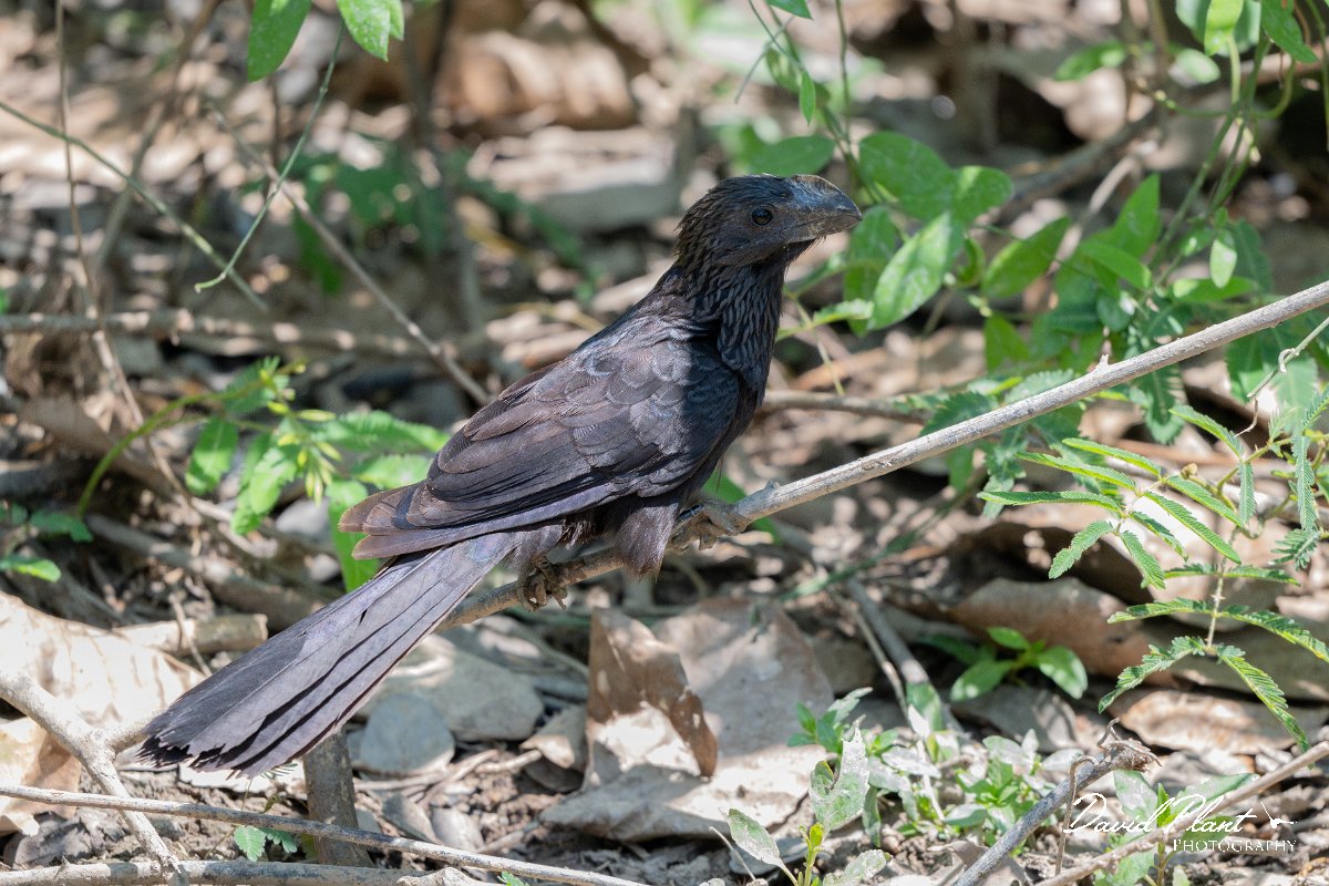 DPPhotography - Pantanal - Smooth-billed ani - A.jpg - Smooth-billed ani - Pantanal, Brazil