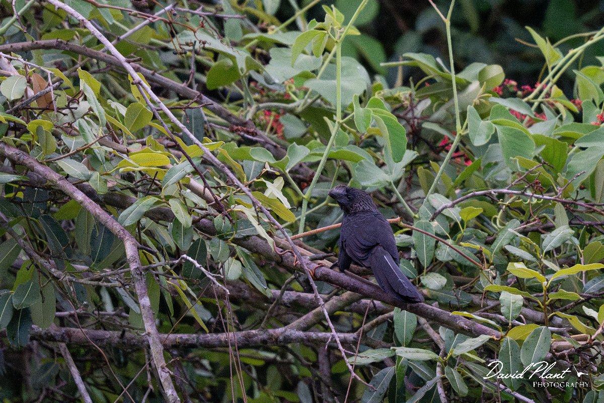DPPhotography - Pantanal - Smooth-billed ani - B.jpg - Smooth-billed ani - Pantanal, Brazil