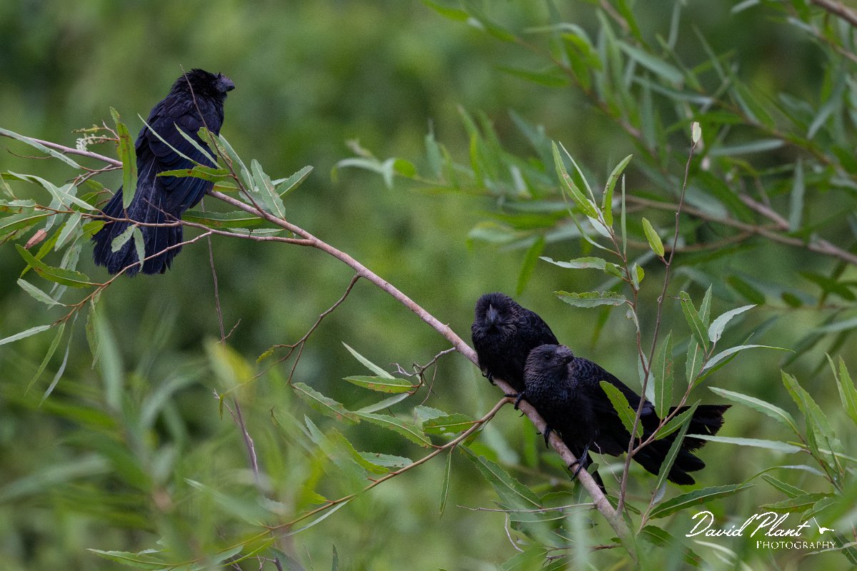 DPPhotography - Pantanal - Smooth-billed ani - C.jpg - Smooth-billed ani - Pantanal, Brazil