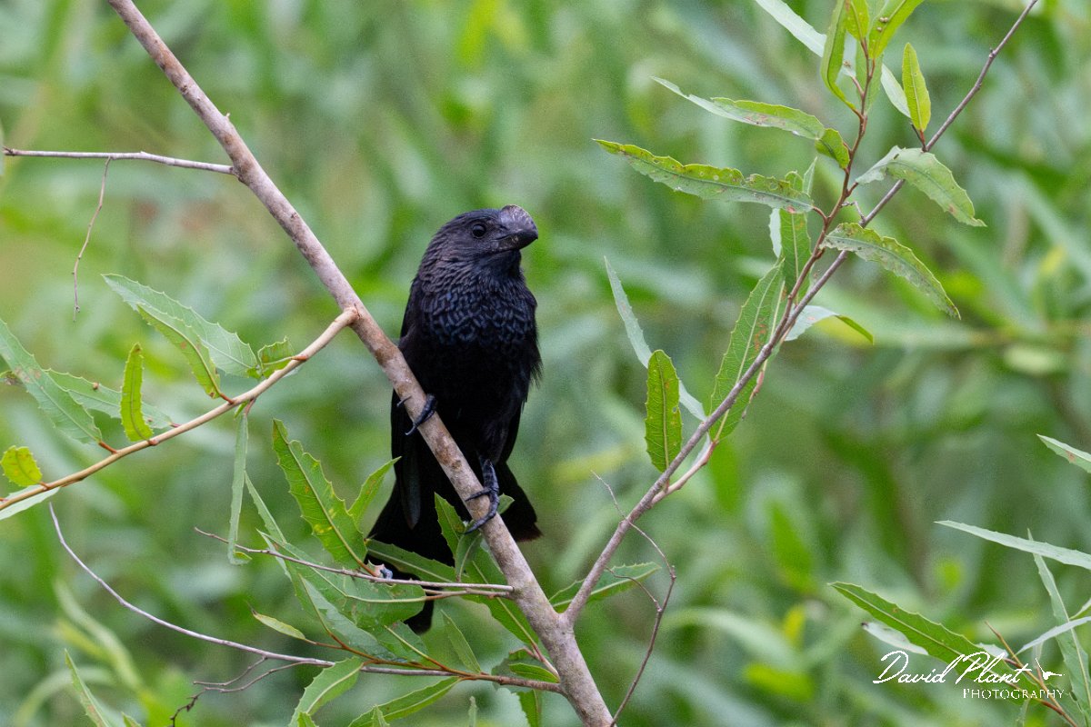 DPPhotography - Pantanal - Smooth-billed ani - D.jpg - Smooth-billed ani - Pantanal, Brazil