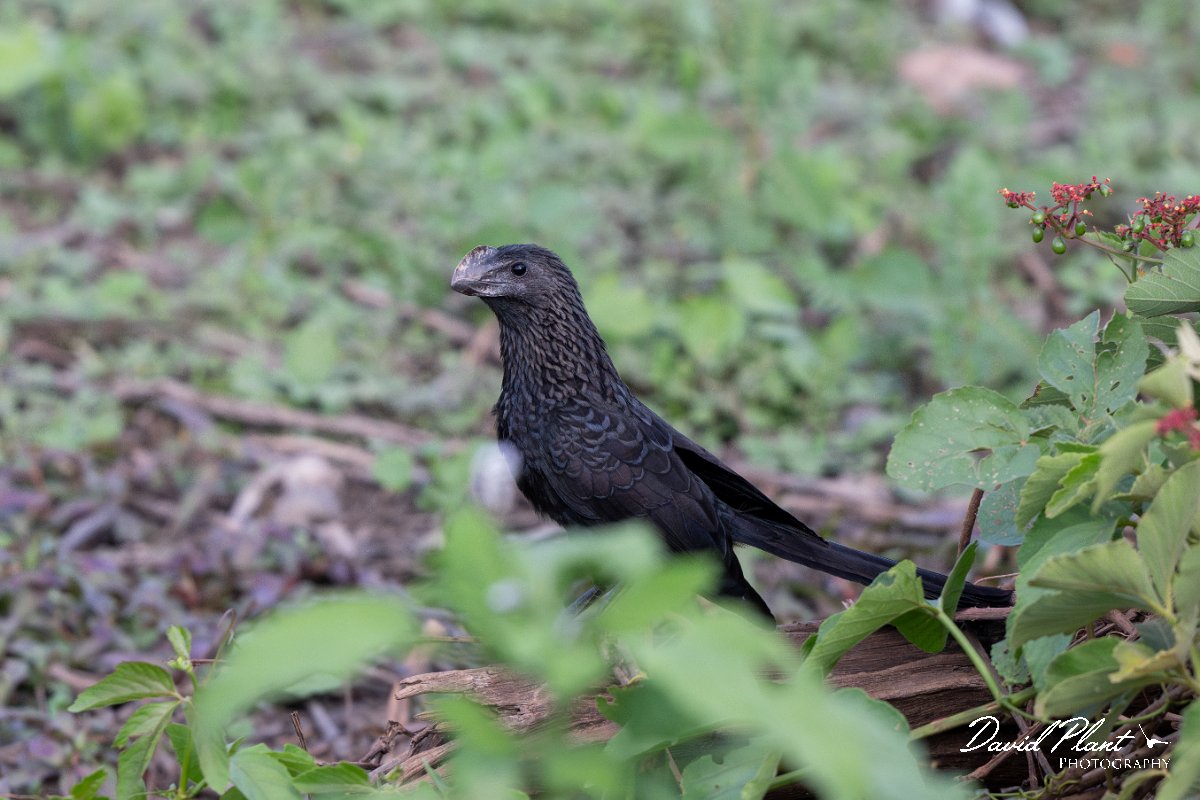 DPPhotography - Pantanal - Smooth-billed ani - F.jpg - Smooth-billed ani - Pantanal, Brazil