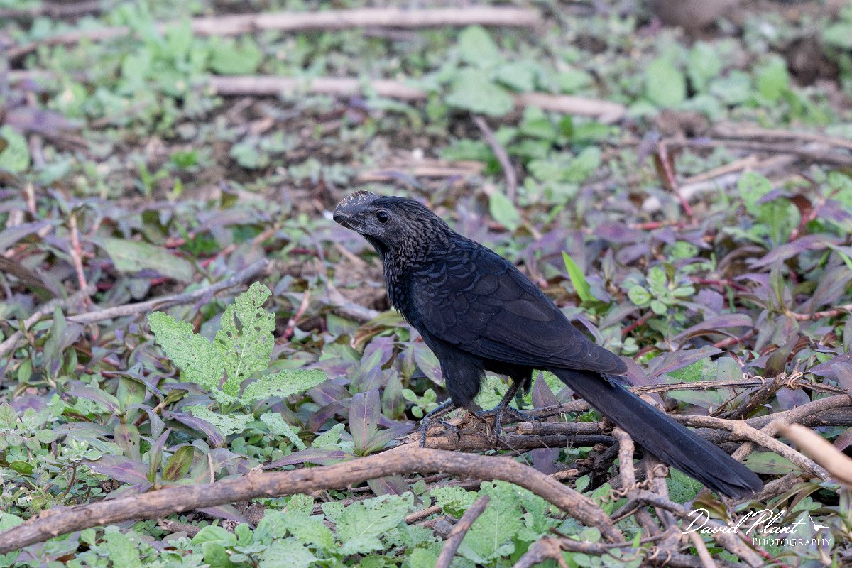 DPPhotography - Pantanal - Smooth-billed ani - G.jpg - Smooth-billed ani - Pantanal, Brazil