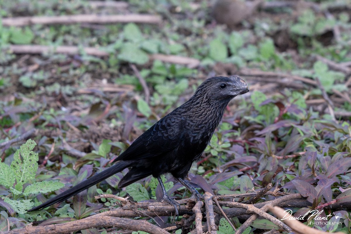DPPhotography - Pantanal - Smooth-billed ani - I.jpg - Smooth-billed ani - Pantanal, Brazil