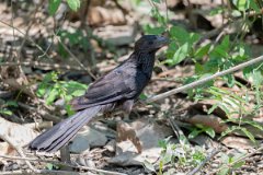 DPPhotography - Pantanal - Smooth-billed ani - A