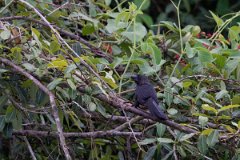 DPPhotography - Pantanal - Smooth-billed ani - B