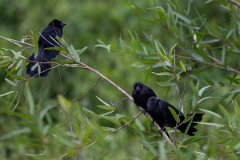 DPPhotography - Pantanal - Smooth-billed ani - C