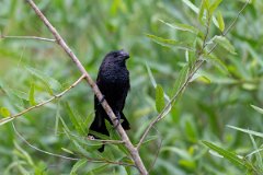 DPPhotography - Pantanal - Smooth-billed ani - D
