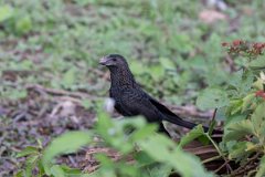 DPPhotography - Pantanal - Smooth-billed ani - F