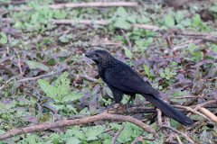 DPPhotography - Pantanal - Smooth-billed ani - G