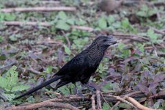DPPhotography - Pantanal - Smooth-billed ani - I