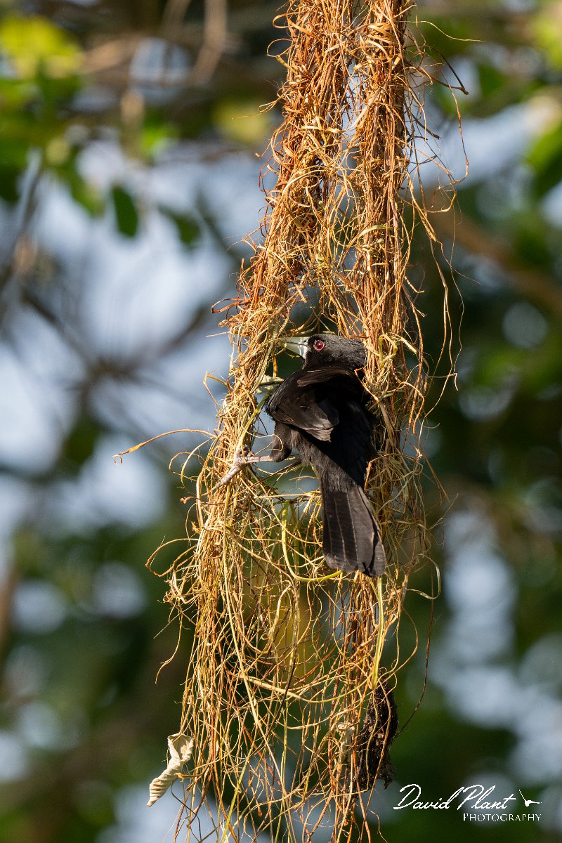 DPPhotography - Pantanal - Solitary cacique - A.jpg - Solitary cacique - Pantanal, Brazil