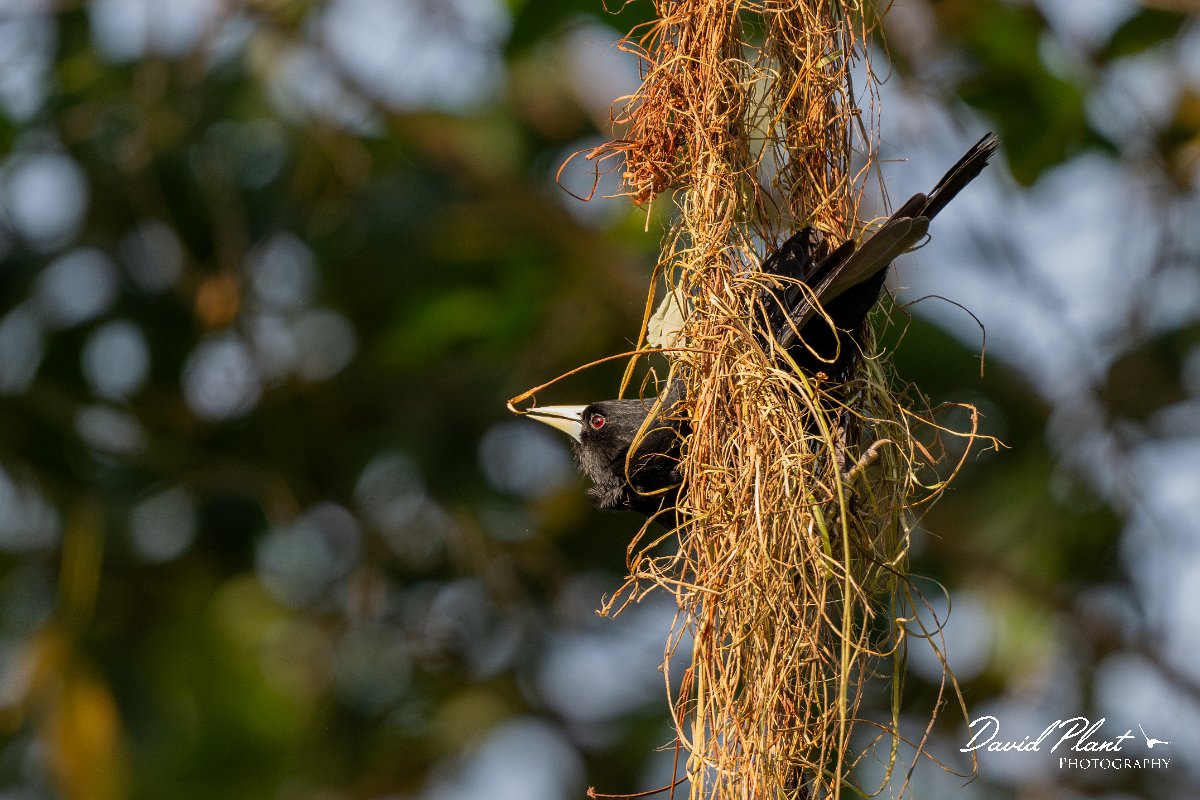 DPPhotography - Pantanal - Solitary cacique - B.jpg - Solitary cacique - Pantanal, Brazil
