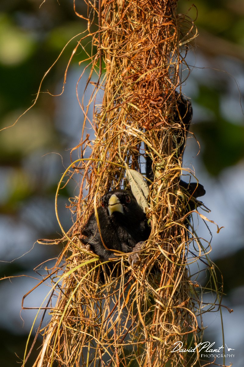 DPPhotography - Pantanal - Solitary cacique - C.jpg - Solitary cacique - Pantanal, Brazil