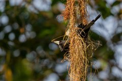 DPPhotography - Pantanal - Solitary cacique - B