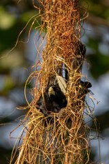 DPPhotography - Pantanal - Solitary cacique - C