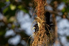 DPPhotography - Pantanal - Solitary cacique - D