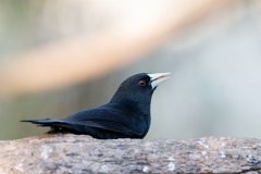 DPPhotography - Pantanal - Solitary cacique - E