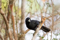 DPPhotography - Pantanal - Solitary cacique - F