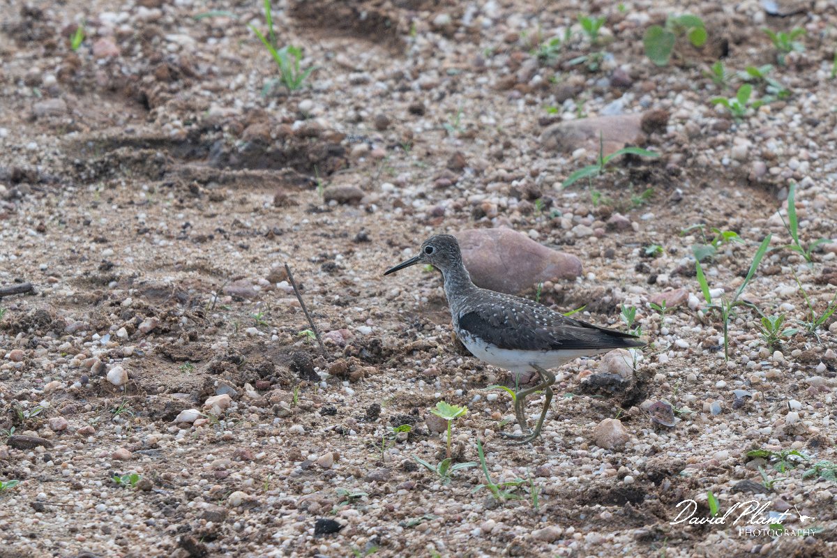 DPPhotography - Pantanal - Solitary sandpiper - A.jpg - Solitary sandpiper - Transpantaneira, Brazil