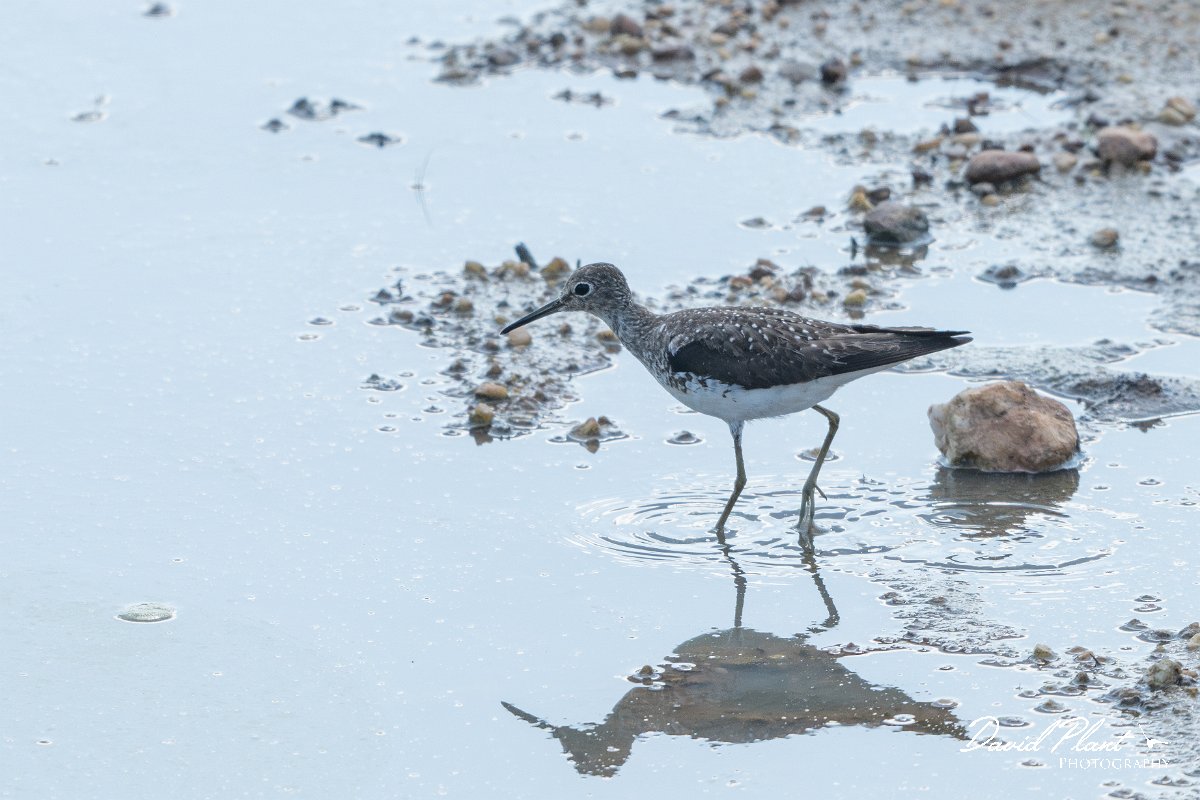 DPPhotography - Pantanal - Solitary sandpiper - B.jpg - Solitary sandpiper - Transpantaneira, Brazil