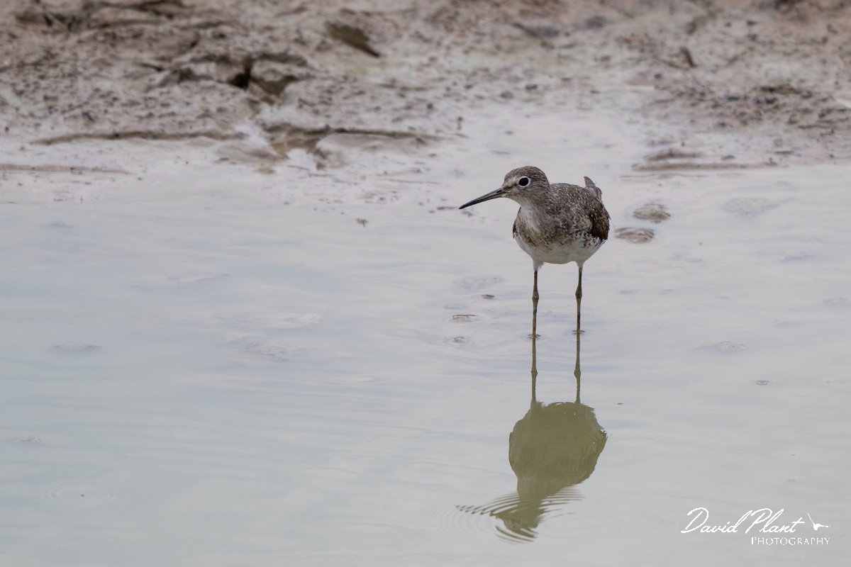 DPPhotography - Pantanal - Solitary sandpiper - D.jpg - Solitary sandpiper - Transpantaneira, Brazil