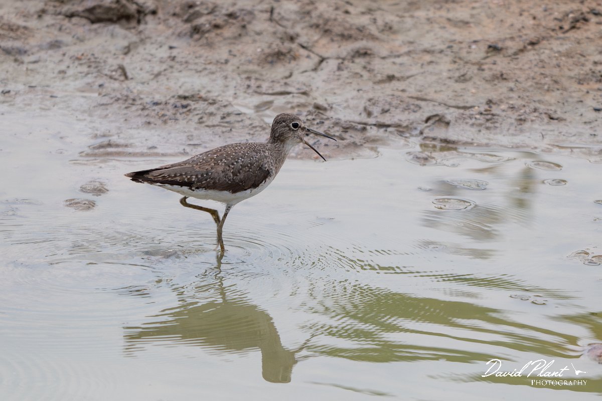 DPPhotography - Pantanal - Solitary sandpiper - E.jpg - Solitary sandpiper - Transpantaneira, Brazil