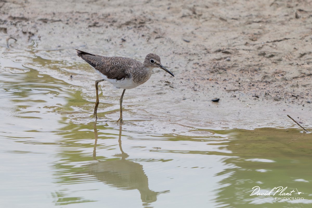 DPPhotography - Pantanal - Solitary sandpiper - F.jpg - Solitary sandpiper - Transpantaneira, Brazil