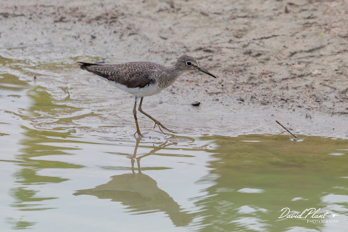 DPPhotography - Pantanal - Solitary sandpiper - G.jpg - Solitary sandpiper - Transpantaneira, Brazil