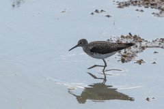DPPhotography - Pantanal - Solitary sandpiper - C